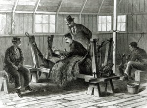 Tomando virus del ternero, ilustración de 
