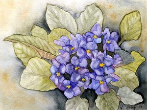 Violeta de Usambara de Steegs Art Karin