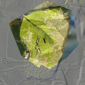 Hoja verde abstracta de Stefan Fransson