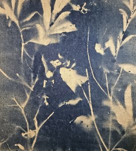 Sombras botánicas azules de Stefano Mazzolini