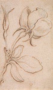 Un estudio en rosas y rosas de Stefano della Bella