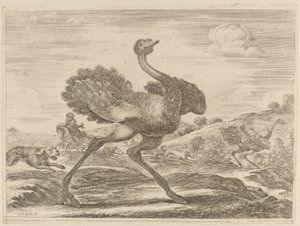 Caza de avestruces de Stefano della Bella