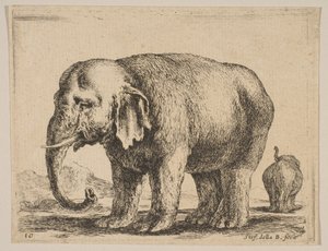 Placa 10: elefante, de Diversos animales, ca. 1641