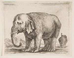 Placa 10: elefante, de Diversi animali de Stefano della Bella