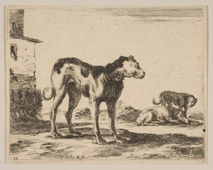 Perros, de Diversos animales de Stefano della Bella