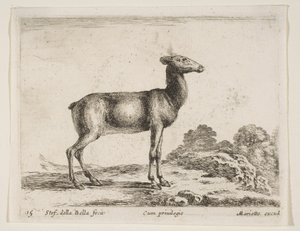Placa 15: cierva, de Diversos animales Diversi animali, ca. 1641 de Stefano della Bella
