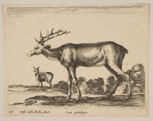 Ciervo, de Diversos animales de Stefano della Bella