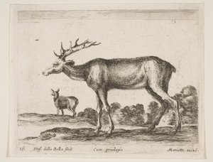 Placa 16: ciervo, de Diversos animales Diversi animali, ca. 1641 de Stefano della Bella