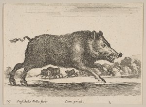 Placa 19: jabalí, de Diversos animales