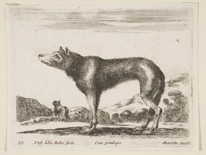 Placa 20: lobo, de Diversos animales, ca. 1641