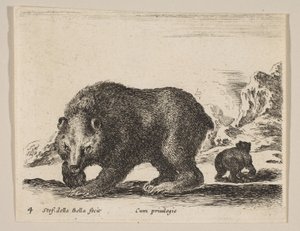 Placa 4: oso, de 