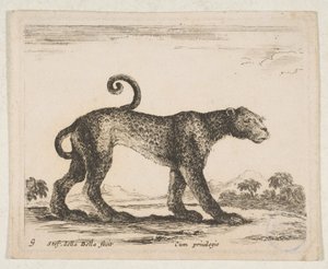 Placa 9: leopardo, de 