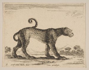 Placa 9: leopardo, de Diversos animales Diversi animali