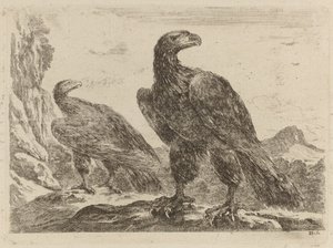 Dos águilas, ambas con la cabeza girada a la derecha de Stefano della Bella