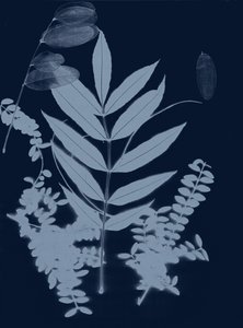 Cyan Foliage 01, 2017 (digital) de Stephen Dow