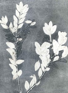 Jardín de medianoche III, 2015 (monocopia sobre papel)