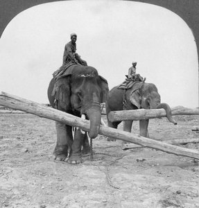 Elefantes trabajando en un aserradero, Rangún, Birmania, 1908