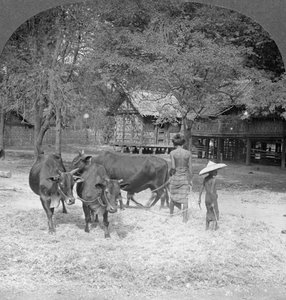 Trillando arroz, Amarapura, Birmania, 1908 de Stereo Travel Co
