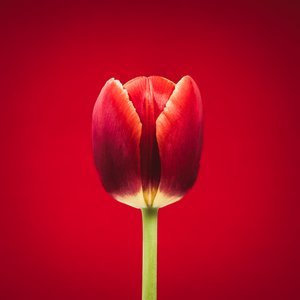 Retrato de un singular tulipán rojo sobre fondo rojo de Steve Gallagher