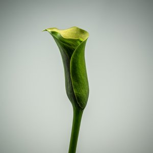 Calla Lily verde individual, 2020 (foto) de Steve Gallagher