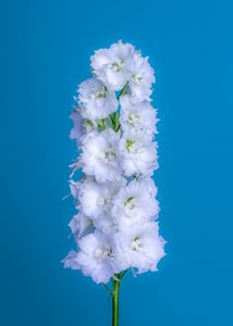 Delphiniuml blanca, 2020 (foto) de Steve Gallagher