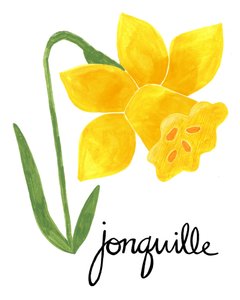 Ilustración de un junquillo amarillo de Susan Black