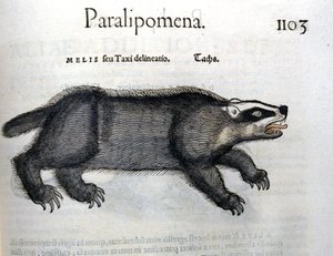 Tejón, ilustración de 