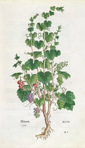 Vid (Vitis Vinifera) lámina botánica de De Historia Stirpium por Leonard Fuchs (1501-66) 1543