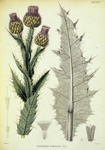 Ejemplar de Onopordón. Placa botánica titulada ""Viaje botánico en el sur de España"" del botánico Pierre Edmod Boissier de Swiss School