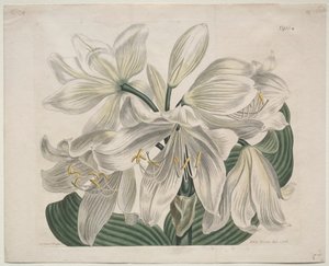 La revista botánica o jardín de flores expuesto: Lirio de Cabo Blanco - Costa, 1806 de Sydenham Teast Edwards