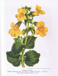 Flor de mono, Naturaleza en Gran Bretaña publicada por Collins 1946 (litografía en color) de Sydenham Teast (after) Edwards