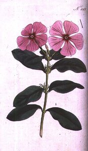 Vinca (Vinca rosea madagascar), lámina 248 de 
