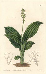 Orquídea Liparis Africana - del Registro Botánico de Sydenham Teast Edwards