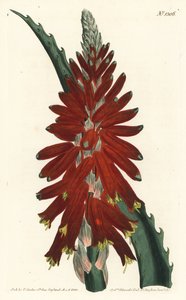 Árbol de aloe - Aloe de hojas estrechas, Aloe arborescens. Grabado en cobre coloreado a mano por F. Sansom Jr. después de una ilustración de Sydenham Edwards del Botanical Magazine de William Curtis, T. Curtis, Londres de Sydenham Teast Edwards
