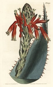 Aloe variete - Aloe glauca (Aloe glauco de espinas rojas, Aloe rhodacantha) - Grabado en cobre a mano coloreado por F. Sansom Jr. después de una ilustración de Sydenham Edwards del Botanical Magazine de William Curtis, Londres de Sydenham Teast Edwards