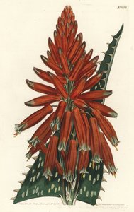 Aloe maculado - Aloe maculata (Aloe de hojas moteadas, Aloe picta). Grabado en cobre coloreado por F. Sansom Jr. de una ilustración de Sydenham Edwards del Botanical Magazine de William Curtis, Londres