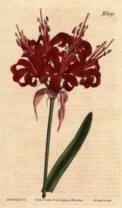 Amarilis de color amapola