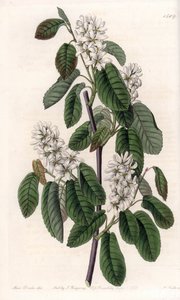 Amelanchier con hojas de aliso - Placa grabada por S.Watts, de una ilustración de Sarah Anne Drake, de la Revista Botánica de Sydenham Edwards, Inglaterra de Sydenham Teast Edwards