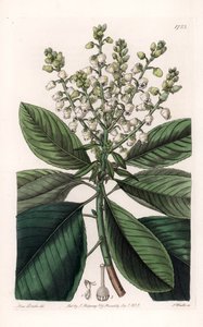 Árbol de arbutus americano - Grabado por S. Watts, de una ilustración de Sarah Anne Drake (1803-1857), del Registro Botánico de Sydenham Edwards (1768-1819), Inglaterra