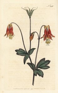 Ancolia de Canadá - Columbina canadiense. Aquilegia canadensis. Grabado en cobre coloreado por Sansom de una ilustración de Sydenham Edwards del Botanical Magazine de William Curtis, Londres