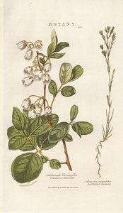 Andrómeda y Sandwort de Sydenham Teast Edwards