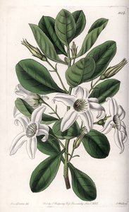 Anthocercis variete, nativa de Australia de Sydenham Teast Edwards