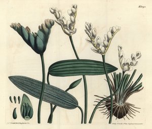 Aponogeton fragante, Aponogeton distachyos de Sydenham Teast Edwards