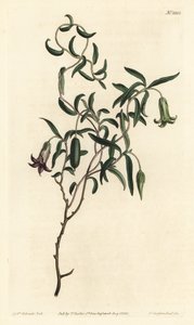 Billardiera mutabilis - Grabado en cobre coloreado a mano por F. Sansom Jr. después de una ilustración de Sydenham Edwards de la Revista Botánica de William Curtis, T. Curtis, Londres