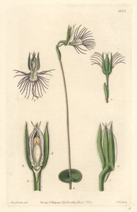 Orquídea araña, nativa de Sudáfrica, del Botanical Register de Sydenham Teast Edwards