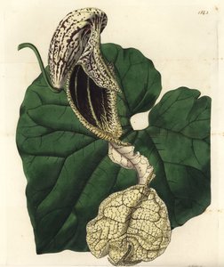 Aristoloche variedad, del Registro Botánico de Sydenham Edwards de Sydenham Teast Edwards