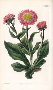 Aster Variete - Aster alwartensis, nativo del Cáucaso. Grabado en cobre a mano coloreado por Weddell después de una ilustración de Sydenham Edwards del Botanical Magazine de Samuel Curtis, Londres de Sydenham Teast Edwards