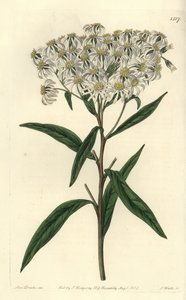 Aster umbellata - del Registro Botánico