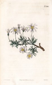Aster acre - Aster arbustivo, Felicia fruticosa (Aster fruticulosus). Grabado en cobre coloreado a mano por Weddell después de una ilustración de Sydenham Edwards del Botanical Magazine de Samuel Curtis, Londres de Sydenham Teast Edwards