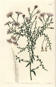 Aster de Nueva York, del Botanical Register de Sydenham Edwards